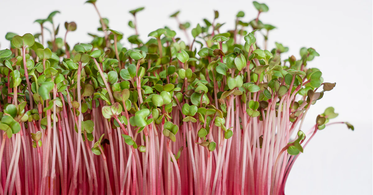 Micro Greens
