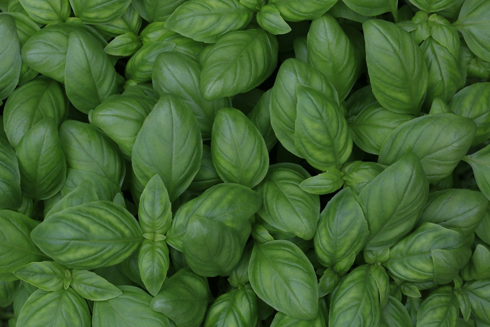 Premium Basil Seeds (Sweet Basil) – Fresh Aromatic Herb for Kitchen & Garden details gallery view - image 2