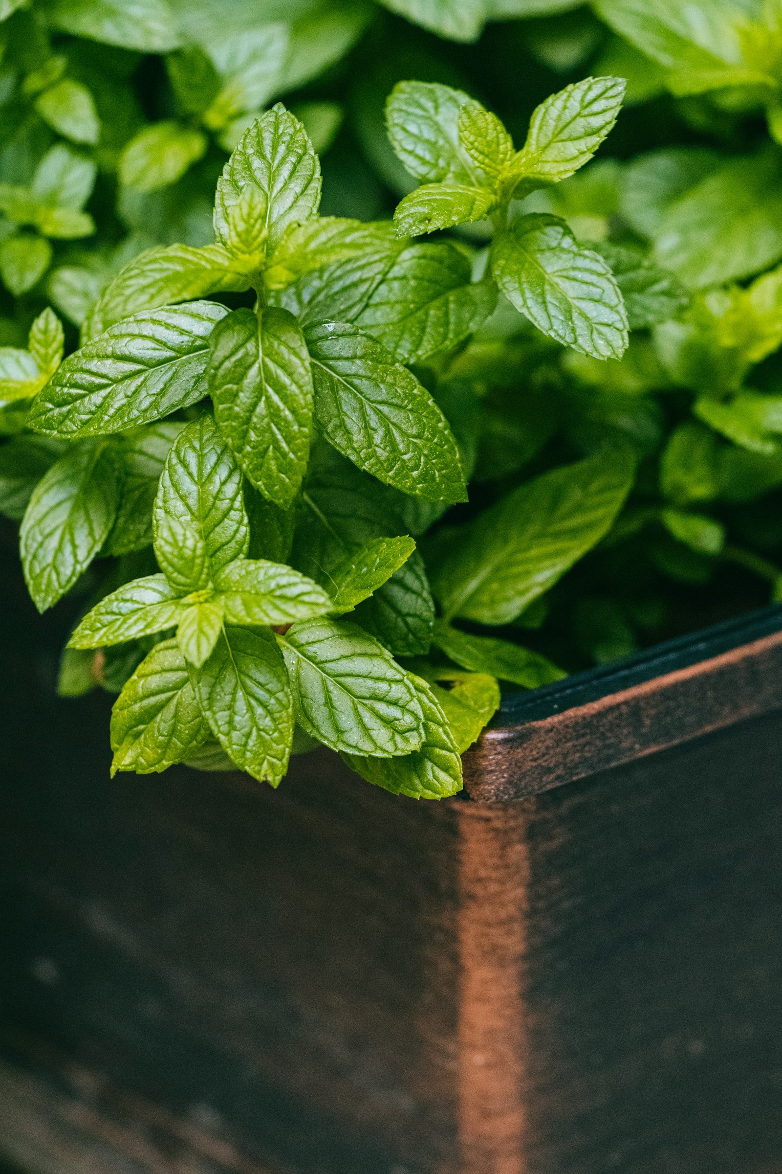 Premium Mint Seeds – Fresh, Aromatic Herb for Home Garden & Kitchen Use details gallery view - image 2