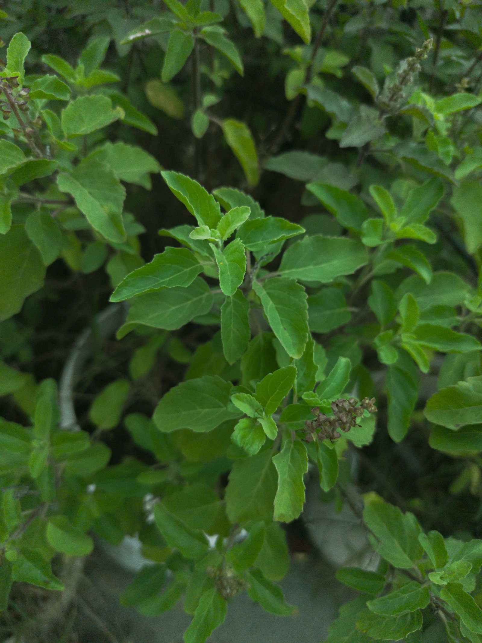 Tulsi Seeds
