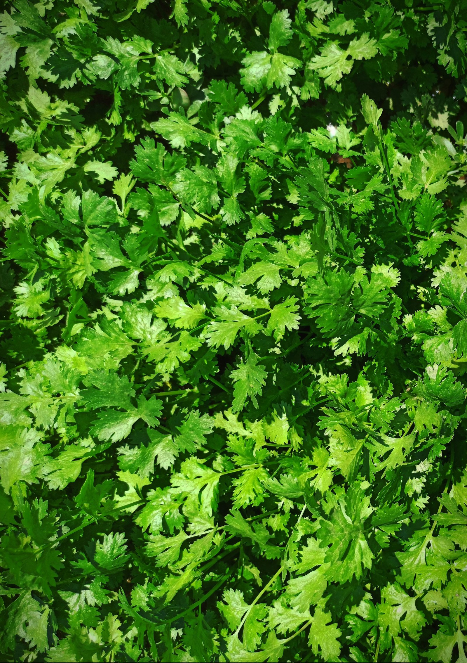 Premium Coriander Seeds (Dhaniya) – High Germination, Fresh Leaves & Seeds for Daily Use details gallery view - image 2