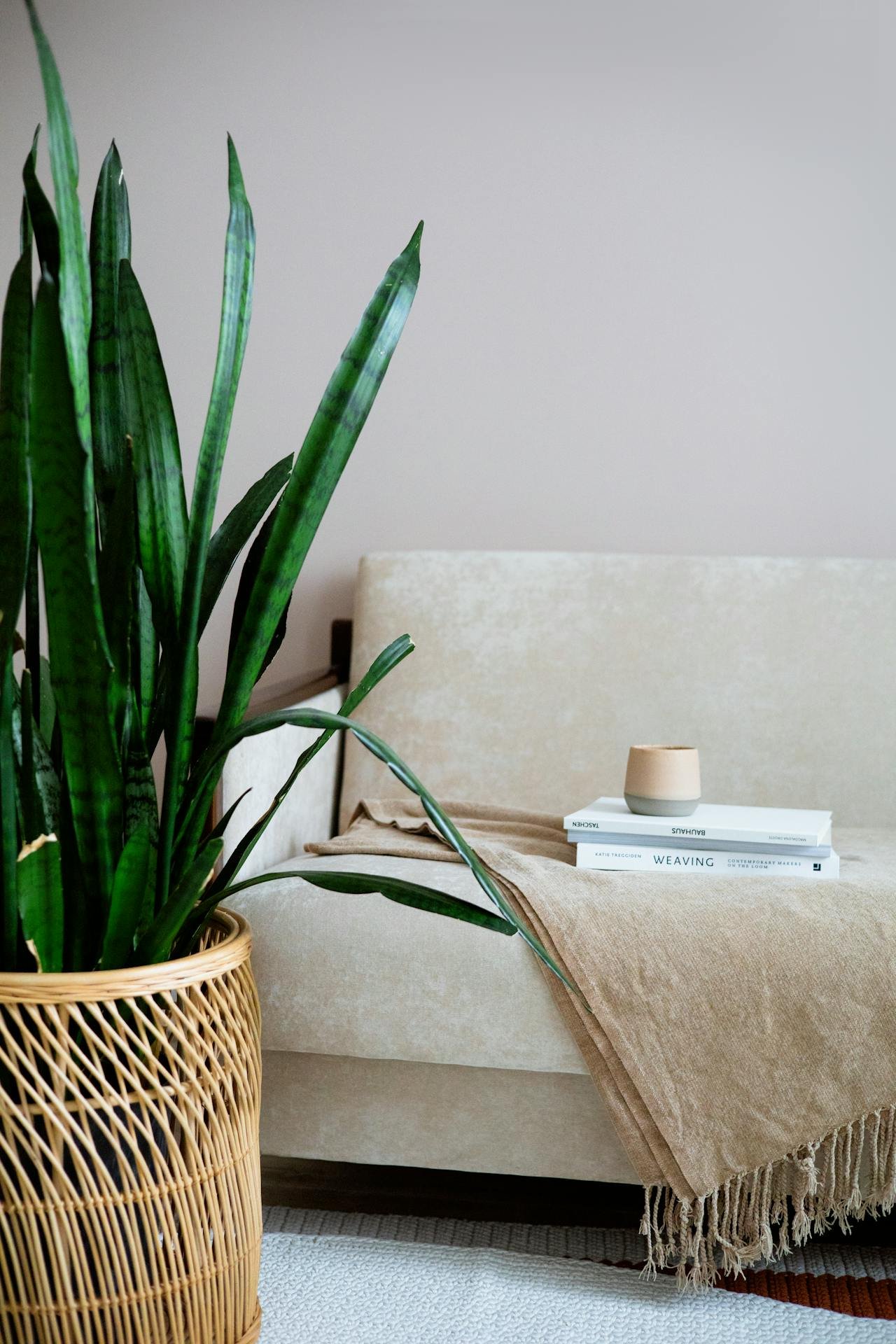 Snake Plant (Sansevieria / Mother-in-Law’s Tongue) – Low Maintenance Indoor Air-Purifying Plant details gallery view - image 2