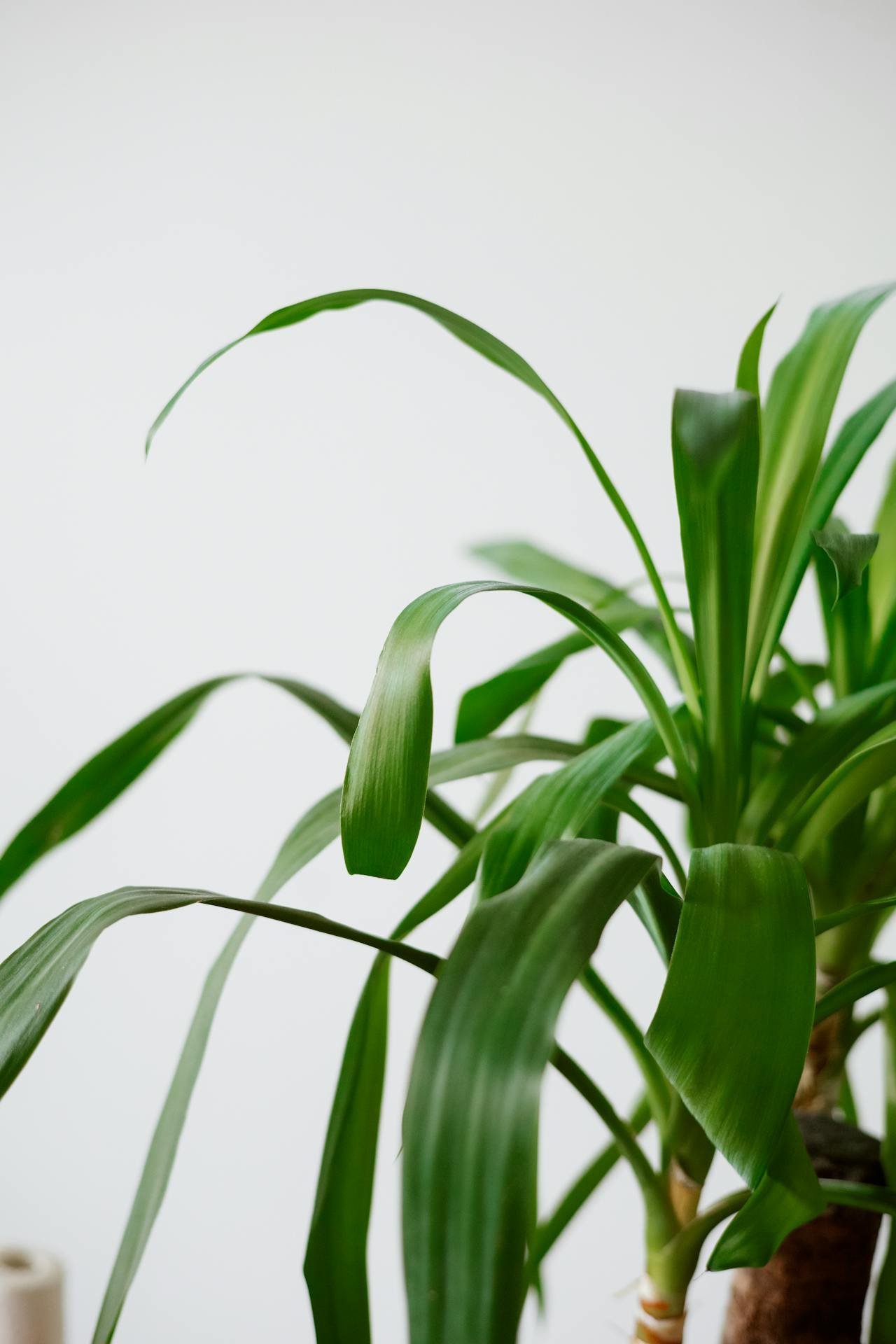 Spider Plant (Chlorophytum comosum) – Fast-Growing, Air-Purifying Indoor Plant with Baby Offshoots details gallery view - image 2