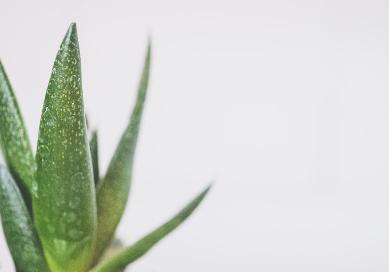 Aloe Vera Plant – Medicinal, Low-Maintenance Succulent for Home & Daily Use details gallery view - image 2