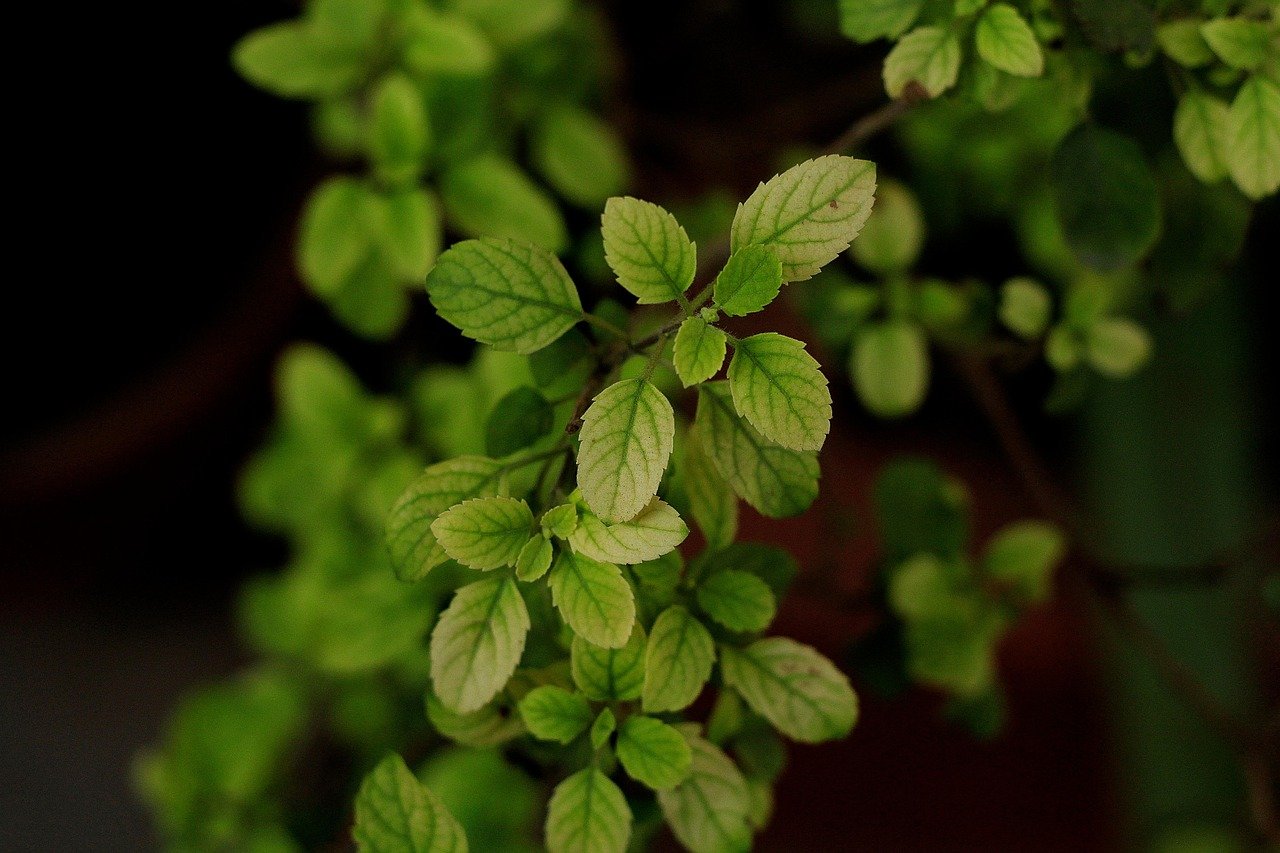 Tulsi Plant (Holy Basil) – Medicinal, Sacred & Easy-to-Grow Indoor/Outdoor Plant details gallery view - image 4