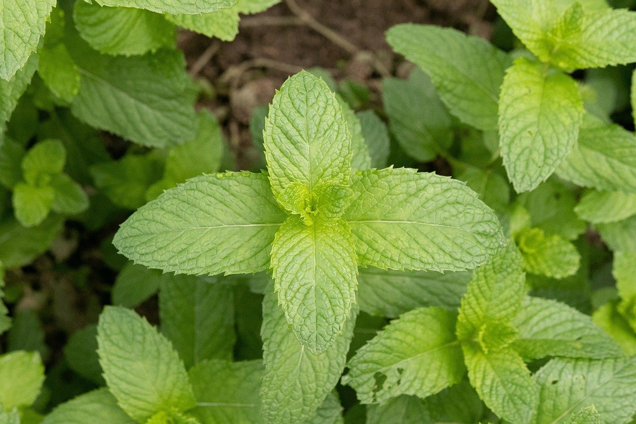 Mint Plant (Pudina) – Fresh Aromatic Herb for Kitchen & Home Garden details gallery view - image 4