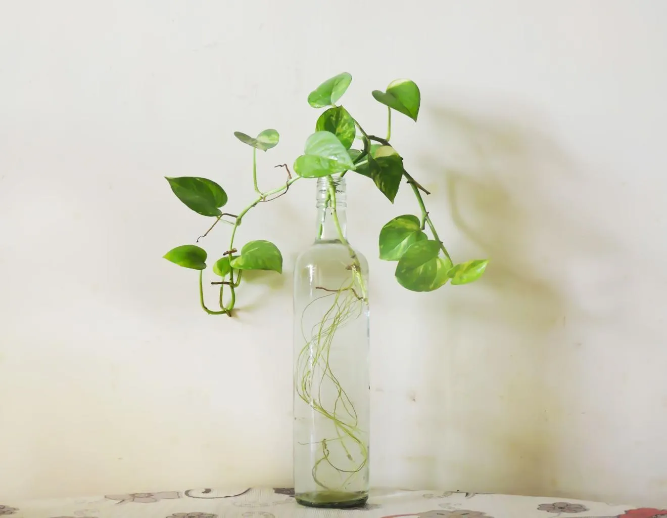 Money Plant (Pothos) – Lucky, Low-Maintenance Indoor Plant for Home & Office