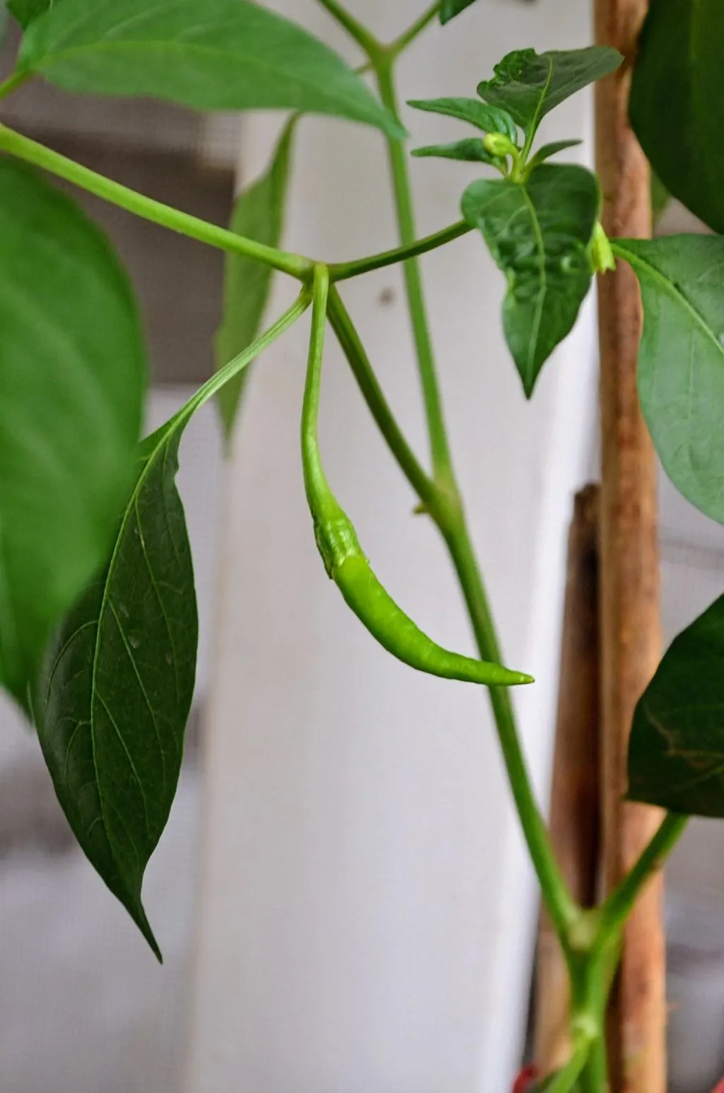 Chilli Seeds details gallery view - image 2