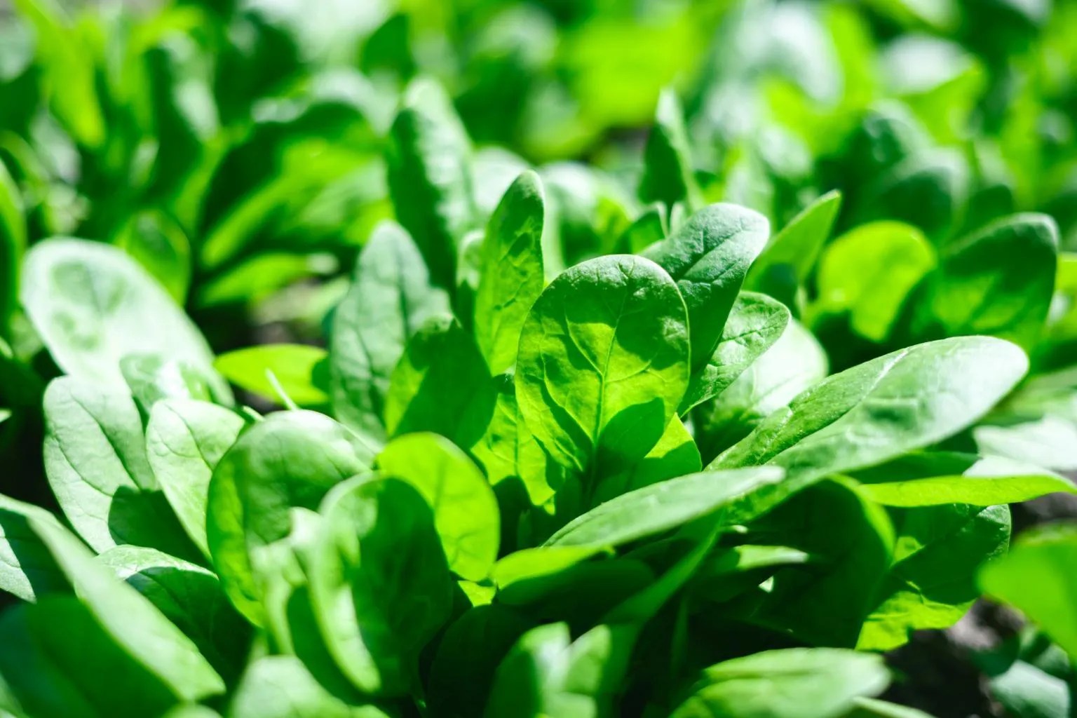 Spinach Seeds details gallery view - image 2